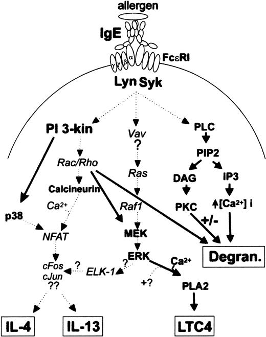 Fig. 2. Schematic diagram of possible IgE-mediated signaling pathways in basophils. / Following high-affinity IgE-receptor cross-linking, various tyrosine kinases are activated, including Lyn and Syk, which consequently lead to the activation of PI 3-kinases, ERK-associated MAP kinases (Vav, Ras, Raf1, MEK), and PLC. PI 3-kinase targets include both p38 MAP kinase (p38) and Rac/Rho GTPases (Rac/Rho), which are involved in cytokine production. Further, Rac/Rho affect the cytoskeletal processes100 during degranulation as well as extracellular signal–related kinase-activating kinase (MEK). IgE-dependent ERK activation in basophils is largely limited to controlling LTC4 generation; PKC, activated by diacylglycerol (DAG) as a result of hydrolysis of PIP2 by PLC, is involved in degranulation. PKC may also affect cytokine transcription, although the mechanism is not yet clear. The release of calcium from intracellular stores by IP3 together with the influx of the ion through calcium channels affects degranulation, PLA2 translocation, and calcineurin activity. Thicker print is used to highlight what is currently known in human basophils. The remaining has been extrapolated from studies with rodent mast cells or cell lines.