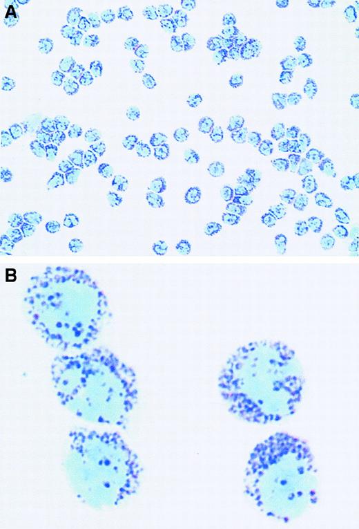 Fig. 3. Purified human peripheral blood basophils stained with May-Grünwald-Giemsa obtained with a recently published basophil purification protocol.177. / (A) Original magnification × 160. (B) Original magnification × 1000. Courtesy of A. Gronow and K. Haisch, Forschungszentrum Borstel, Germany.