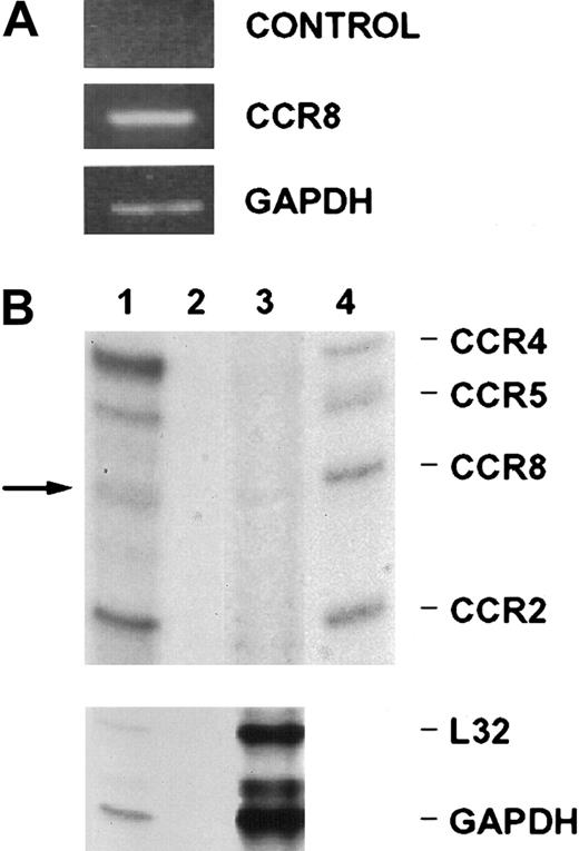 Fig. 1. Analysis of CCR8 mRNA expression in HUVECs. / (A) PCR amplification was performed on RNAs or cDNAs of HUVECs grown in complete medium. Shown is a representative experiment of 4 performed. RT-PCR was performed with CCR8 primers on RNA samples (absence of reverse transcription) (control), and cDNA samples (CCR8). Also shown is a representative reaction with GAPDH primers on the cDNA template (GAPDH). (B) The upper panel shows an RNase protection assay performed using 200 ng Th2 positive control total RNA (lane 1), 2 μg yeast total RNA (lane 2), and 10 μg of total RNA extracted from HUVECs (lane 3) using the hCR5 multiprobe from Pharmingen. Approximately 500 cpm of 32P-labeled multiprobe were loaded on lane 4, and the corresponding RNA species marked on the right-hand side. The arrow shows the CCR8 message visible in lane 1 and lane 3. The RNA species in lane 4 (probe) show, as expected, a slightly higher molecular weight than in lane 1 and 3, due to the presence of flanking regions in the in vitro transcript. The bottom panel shows the L32 and GAPDH RNA species. The dried gel was subjected to autoradiography at −80°C and developed with an automatic Kodak developer. The upper panel was exposed for 16 hours and the lower panel for 20 minutes.
