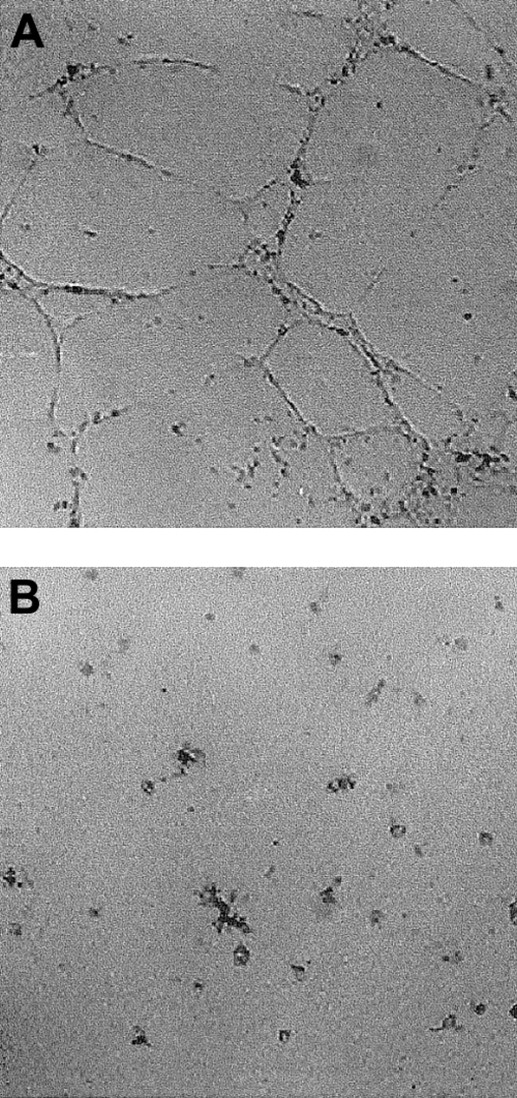 Fig. 4. Morphogenic activity of I-309. / HUVECs were seeded on Matrigel and incubated in the presence of 300 ng/mL I-309 (A) or medium alone (B). After 6 hours, cells were fixed and photographed using an inverted phase contrast photomicroscope. Magnification 50 ×. Shown is a representative experiment of 4.
