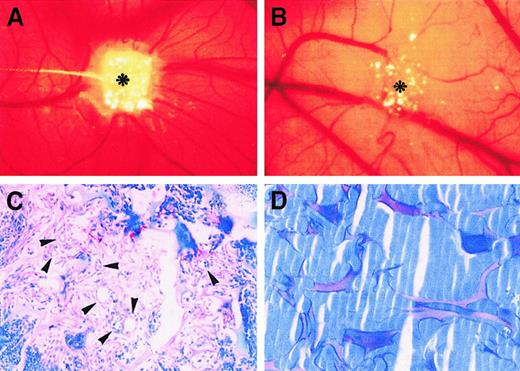 Fig. 6. Neovascularization induced by I-309 in the CAM. / (A) CAM of 12-day-old chick embryo incubated for 4 days with a sponge adsorbed with 400 ng I-309. Note the presence of an increased number of blood vessels with a radially arranged “spoked wheel” pattern around the implant (asterisk). (B) CAM of 12-day-old chick embryo incubated for 4 days with a sponge absorbed with vehicle alone (PBS), used as negative control. No vascular response is detectable around the sponge (asterisk). (C) Histologic section of a sponge treated with I-309. Note, among the sponge trabeculae, a collagenous matrix containing numerous capillaries (arrowheads) and a mononuclear cell infiltrate. (D) Histologic section of a sponge treated with PBS. No collagenous matrix and blood vessels are detectable among the sponge trabeculae. Original magnifications: A, B, × 50; C, D, × 250.