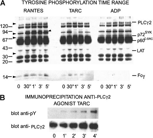 Fig. 10. Time dependence of tyrosine phosphorylation in proteins from platelets activated by RANTES, TARC, or ADP and immunoprecipitation of PLCγ2. / (A) Washed platelets (5 × 108) were activated with 100 nmol/L RANTES, TARC, or 10 μmol/L ADP, respectively. Aliquots were removed at times indicated and dissolved in SDS containing inhibitors. After separation by SDS-PAGE and transfer to PDVF membranes the proteins were incubated with the antiphosphotyrosine antibody 4G10 before detection by chemiluminescence. Proteins with increased tyrosine phosphorylation are indicated by arrows on the left and identified phosphoproteins are indicated on the right. The results shown here are typical of at least 3 experiments performed with these doses and chemokines but analogous experiments with other chemokines interacting with platelets also gave similar results. (B) Aliquots of 108 platelets from points on a time range activated with TARC (50 nmol/L) solubilized in RIPA buffer were immunoprecipitated with antibodies against PLCγ2. After SDS-PAGE and Western blotting, the proteins were detected with 4G10 antiphosphotyrosine antibody. The membranes were stripped and treated with anti-PLCγ2antibodies.