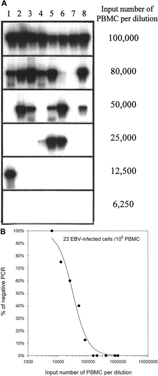Fig. 3. Determination of the frequency of EBV-infected cells in PBMCs by limiting dilution DNA PCR on healthy carrier H3. / (A) Serial dilutions of PBMCs, 8 replicates per input number of PBMCs, were used for DNA isolation. The presence of EBV in the DNA was determined by PCR for the BamH-W region of the virus. The PCR products were analyzed by electrophoresis and Southern hybridization. Lanes 1 to 8 show PCR on replicate samples from the same input number of PBMCs. (B) The percentage of negative BamH-W PCR was plotted against the input number of PBMCs. Curve fitting and Poisson analysis were performed for the estimation of the frequency of EBV-infected cells.