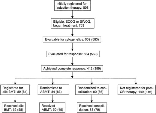 Fig. 1. Schematic diagram of treatment plan and numbers of patients assigned or randomized to treatment arms and treated at each step. / Numbers in parentheses refer to patients with known SWOG cytogenetic risk status.