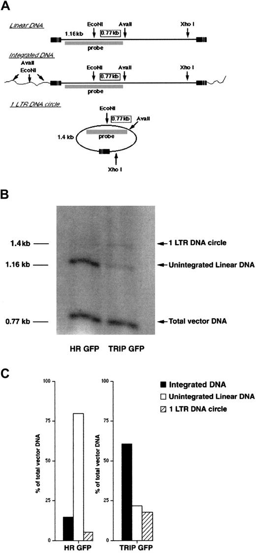 Fig. 2. Quantitative analysis of vector DNA nuclear import in human CD34+ cells. / (A) Strategy for the determination of vector DNA status in human CD34+ cells. DNA from human CD34+-transduced cells was extracted 24 hours after the end of transduction and digested with EcoNI and AvaII. DNA was further digested with XhoI to minimize transfer bias due to the large size of circular DNA fragments. Southern blot was then performed using a PCR-generated DNA fragment exactly overlapping the EcoNI site as a probe. The internal 0.77-kb EcoNI-AvaII DNA fragment, common to all vector DNA species irrespective of their integrated or unintegrated state, indicates the total amount of reverse-transcribed vector DNA in transduced cells. The 1.16-kb and 1.4-kb signals correspond to unintegrated linear DNA and one LTR circular DNA, respectively. Due to the diversity of vector DNA integration sites, the sizes of digested genomic fragments containing the 5′-part of the vector DNA were very heterogeneous, and thus, the integrated vector DNA could not be revealed on the blot. Because the PCR-generated probe exactly overlaps the EcoNI site, the intensity of each signal is directly proportional to the amount of the corresponding vector DNA species. Thus, the amount of integrated proviral DNA can be calculated by subtracting the signals of unintegrated linear and circular vector DNA from the total amount of vector DNA. (B) Southern blot analysis of the vector DNA forms in CD34+-transduced cells. (C) Phosphorimage quantitation of intracellular vector DNA profiles in CD34+ cells transduced by TRIP or HR vectors. The results are expressed as percentages of total vector DNA. The data shown in panels B and C are the results of 1 representative experiment out of 3 independent experiments.