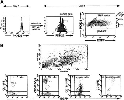Fig. 4. The TRIP vector allows efficient transduction of slow-dividing multipotent CD34+ CB cells. / (A) EGFP expression was studied as a function of cell divisions. The results of one representative experiment (Table 1, experiment 1) out of 2 experiments are illustrated here. CD34+PKH26bright cells were sorted on day 0 and transduced during 24 hours with 500 ng P24/mL TRIP viral stock. On day 1 the PKH26 fluorescence profile of the transduced CD34+cells (indicated by a solid line) was compared to that of the nondivided colcemid-treated CD34+ cells (indicated by a broken line), demonstrating that at the end of the vector exposure, more than 95% of the cells had not undergone division. A histogram profile of the PHK26 fluorescence in the cells exposed to the vector after an additional 48 hours of culture in lymphomyeloid conditions is shown (day 3). At this time point, cells have undergone between 0 and 5 divisions (gates 0 to 5). The dot-plot on the right shows EGFP expression in each of the division peaks indicated in the histogram. (B) Flow cytometry analysis of the progeny of a single TRIP-transduced CD34+ cell, sorted using the gate corresponding to the slow-dividing population. Briefly, slow-dividing CD34+cells were sorted (the sorting gate corresponds to gates 0 and 1 in the histogram in panel A) and cultured at one cell per well in culture conditions allowing the differentiation of both lymphoid (B and NK) and myeloid cells. Three weeks later, cells from clones containing at least 500 cells were labeled with mAbs directed against CD19 (B cells), CD56 (NK cells), CD15 (granulocytes), CD14 (myelomonocytic cells), and CD1a (dendritic cells). Each clone was analyzed individually, and the forward scatter and side scatter criteria (FSC/SSC) profiles were carefully monitored. Expressions of markers in cells present in the specific FSC/SSC morphological gates (gates 1 to 4) are shown.