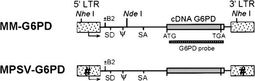 Fig. 1. Retroviral vector constructs for the transfer of hG6PD. / Different shadings indicate modifications of the LTR as indicated by the designation of the vectors. Arrows indicate origin and direction of transcription. NheI and NdeI are restriction sites used for Southern blot analysis of retroviral integration. LTR indicates long terminal repeat; SD, splice donor; SA, splice acceptor; ψ, packaging sequence.