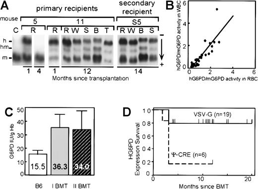 Fig. 3. Analysis of expression of hG6PD in hematopoietic cells of reconstituted mice. / (A) Analysis of hG6PD expression by cellulose acetate gel electrophoresis; h indicates human G6PD homodimer; m, mouse G6PD homodimer; hm, human-mouse heterodimer. C, lysate from an untransplanted control mouse. Mouse 5 illustrates loss of expression 4 months after BMT. Mouse 11 illustrates stable long-term expression in RBCs (R), WBCs (W), spleen (S), BM (B), and thymus (T). Mouse S5 was analyzed 14 months after receiving a transplant from a primary recipient that served as donor 11 months after the primary BMT. (B) Similar levels of hG6PD expression in RBCs and WBCs in individual transplanted mice. For both cell types hG6PD activity was normalized to that of the endogenous mouse G6PD. The slope of the regression line (y = 1.2 × −0.3) is very close to 1. (C) Expression of hG6PD doubles the overall G6PD level in peripheral blood RBCs. Average and SD values are shown for untransplanted control mice (B6) (n = 8) and for long-term expressing primary (I) BMT recipients (n = 16) and secondary (II) BMT recipients (n = 14). (D) Survival of hG6PD expression (Kaplan-Meyer method): VSV-G pseudotyped versus ecotropic virus. Each individual mouse still expressing hG6PD is shown by a short vertical line above each survival curve.