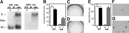Fig. 5. Transfer and expression of hG6PD in mouse G6PD null ES cells. / (A) Biochemical correction of the G6PD null phenotype. After retroviral transduction wild-type (WT) ES cells show an hG6PD band of comparable intensity to the endogenous murine band. In G6PD null ES cells no G6PD activity is visible before transduction; after transduction only the hG6PD band is seen. (B-D) Functional rescue of the G6PD null phenotype in undifferentiated ES cells. (B) For WT ES cells (n = 5) the cloning efficiency (%) was very similar in untransduced (43 ± 2.4) and in transduced cells (37.1 ± 3.1). By contrast, for G6PD null ES cells the cloning efficiency (n = 5) is only 2.4 ± 0.5 (C), but it is restored (n = 5) to 16.2 ± 2.2 after transduction (D). (E-G) Functional rescue of the G6PD null phenotype in differentiating EB. (E) WT ES cells (n = 2) formed high numbers of EB (133.3 ± 11.8 and 121.7 ± 14/1000 cells in untransduced and in transduced cells, respectively). By contrast, G6PD null ES cells formed only 3.9 ± 1.9 EB/1000 cells (F), but this was restored (n = 6) to 123 ± 12 after transduction (G). U indicates untransduced; T, transduced; WT, wild-type ES cells; null, G6PD null ES cells.