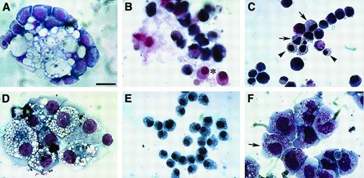 Fig. 4. Blood cell phenotypes exhibited by QCE6 cells. / QCE6 cells were cultured for 6 days in either MeC (A, D, F) or FB (B, C, E) gels and subsequently stained with MGG solution. Representative cell types that developed from the QCE6 cultures were as follows: clustered vacuolated macrophages surrounded by erythroblasts (A), RBCs (asterisk) (B), mixed group of RBCs (arrowheads) and monocytes (arrows) (C), aggregated macrophages (D), monocytes (E), and early developing heterophils (note granules) (arrow) (F). All the cell phenotypes shown were equally prevalent in both MeC and FB cultures. Scale bar: A, 10 μm; B, F, 11 μm; C, E, 13 μm; D, 12 μm.