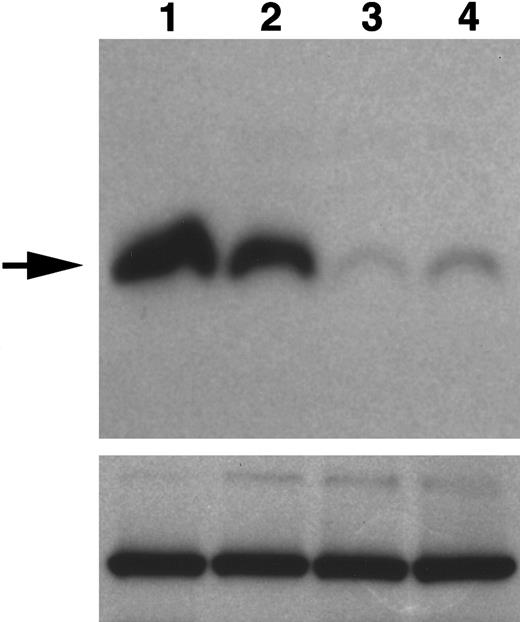 Fig. 6. Expression of WNT11 protein by QCE6 cells and WNT11 stable transfectants. / Each lane contains protein isolated from cultures of WNT11ox/3 (lane 1), QCE6 (lane 2), WNT11αs/6 (lane 3), or WNT11αs/4 cells (lane 4). Confluent cultures of each cell line were treated overnight with 50 μg/mL heparin (which solubilizes WNT protein bound to cell surfaces and matrix). After culture fluids were collected, total cell protein was isolated following cell lysis in hypotonic buffer. The top panel shows cell supernatants blotted for WNT11, as indicated by an individual band of approximately 48 kd (arrow). The greatest amount of WNT11 protein was exhibited by WNT11ox/3 cells (lane 1), with QCE6 cells showing more moderate levels of this protein (lane 2). In comparison, both WNT11αs/6 (lane 3) and WNT11αs/4 cells (lane 4) produced very low amounts of WNT11. The bottom panel shows total cell protein (5 μg/lane) blotted for pyruvate carboxylase to ensure that the volumes of culture supernatants added to the WNT11 gel were representative of similar cell numbers.