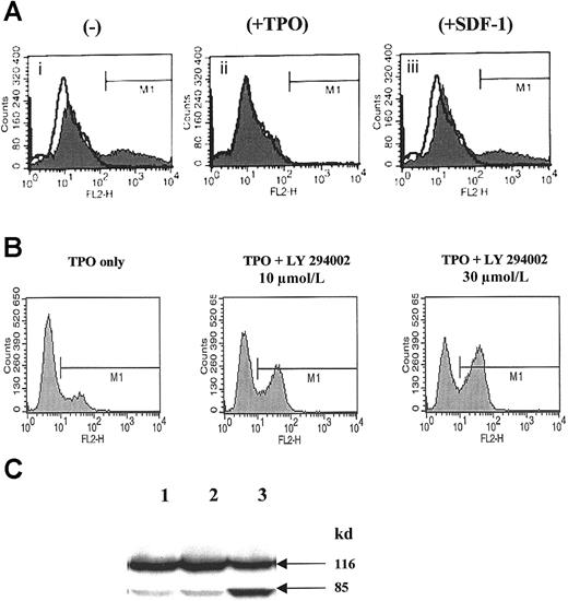 Fig. 1. SDF-1, in contrast to TPO, does not affect the survival of normal human αIIbβ3+ cells but activates calcium flux. / (A) Annexin V binding to human αIIbβ3+ cells cultured for 12 hours in the absence of growth factors (i), in the presence of 100 ng/mL TPO (ii), or in the presence of 500 ng/mL SDF-1 (iii). A representative experiment of 3 is demonstrated. (B) Detection of activated caspase-3 in normal human αIIbβ3+ cells cultured in the presence of TPO, TPO + LY294002 (10 μmol/L), and TPO + LY294002 (30 μmol/L). A representative experiment of 3 is demonstrated. (C) Detection of PARP cleavage in normal human αIIbβ3+ cells cultured in the presence of TPO (lane 1), TPO + DMSO (lane 2), and TPO + LY294002 (30 μmol/L) (lane 3). A representative experiment of 3 is demonstrated.