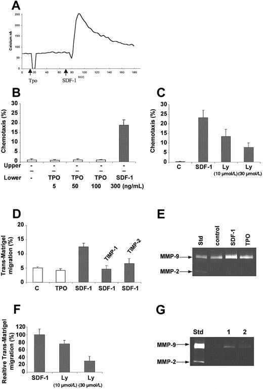 Fig. 2. SDF-1 in contrast to TPO activates calcium flux, chemotaxis, trans-Matrigel migration, and MMP-9 production in normal human αIIbβ3+ cells. / (A) Calcium flux studies of Fura-2–loaded normal human αIIbβ3+ cells. TPO (100 ng/mL) or SDF-1 (500 ng/mL) was added, and subsequently calcium flux was evaluated by a spectrophotofluorimeter. Data presented are from a representative experiment repeated 3 times and yielding similar results. (B) Normal human αIIbβ3+ cells show chemotaxis to SDF-1 but not to TPO. The experiment was repeated 3 times in duplicate. The bottom chambers contained media alone (−) or 5 to 100 ng/mL TPO or 300 ng/mL SDF-1. (C) Inhibition of SDF-1–dependent chemotaxis after preincubation of megakaryoblasts with increasing concentration of LY294002 (10 μmol/L and 30 μmol/L). The experiment was repeated 3 times in duplicate. (D) Trans-Matrigel migration of megakaryoblasts toward SDF-1 and TPO gradients and the effect of MMP inhibitors. The bottom chambers contained media alone (control, c) or 100 ng/mL each of SDF-1 or TPO. The assay was carried out twice using 4 to 5 chambers. Inhibition of trans-Matrigel migration toward SDF-1 was carried out by preincubating the megakaryoblasts for 2 hours in the absence or presence of 10 μg/mL rhTIMP-1 or rhTIMP-2. Percentages of cells that migrated after 3 hours of incubation at 37°C are shown as mean ± 1 SD. (E) MMP expression in megakaryoblasts in the presence of SDF-1 and TPO. Media conditioned by megakaryoblasts after incubation for 3 hours in the absence (control) or presence of 100 ng/mL SDF-1 or TPO were analyzed by zymography. Media conditioned by KG-1 cells were used as the standard to show the positions of the MMP-9 and MMP-2 activities in the gel. The experiment was repeated 3 times. (F) Inhibition of trans-Matrigel migration to SDF-1 after preincubation of megakaryoblasts with increasing concentration of LY294002 (10 μmol/L and 30 μmol/L). The experiment was repeated twice, using 6 chambers each. (G) MMP expression in megakaryoblasts stimulated with SDF-1 without (lane 1) or with (lane 2) LY294002. The experiment was repeated 2 times.