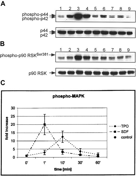 Fig. 5. SDF-1 and TPO activate MAPK (p42/44) and p90 RSK in normal human αIIbβ3+ cells. / Western blot analysis of MAPK phosphorylation (A) and p90 RSK (B) in normal human αIIbβ3+ cells. Cells were nonstimulated (lane 1) or stimulated with 100 ng/mL TPO (lanes 2, 4, 6, 8) or 500 ng/mL SDF-1 (lane 3, 5, 7, 9) for 1 minute (lanes 2, 3), 10 minutes (lanes 4, 5), 30 minutes (lanes 6, 7), and 1 hour (lanes 8, 9). Equal loading in the lanes was evaluated by stripping the blot and reprobing with an anti-MAPK (p42/44) antibody or anti-p90 RSK antibody. (C) Densitometric data showing changes in MAPK p42/44 phosphorylation. The experiment was repeated 5 times for MAPK p42/44 and 3 times for p90 RSK with similar results. Data are presented from 5 independent experiments.