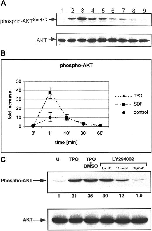 Fig. 6. SDF-1 and TPO phosphorylate AKT in normal human αIIbβ3+ cells in a PI-3K–dependent manner. / (A) Western blot analysis of AKT phosphorylation (upper panel) in normal human αIIbβ3+ cells. Cells were nonstimulated (lane 1) or stimulated with 100 ng/mL TPO (lanes 2, 4, 6, 8) or 500 ng/mL of SDF-1 (lanes 3, 5, 7, 9) for 1 minute (lanes 2, 3), 10 minutes (lanes 4, 5), 30 minutes (lanes 6, 7), and 1 hour (lanes 8, 9). Equal loading in the lanes was evaluated by stripping the blot and reprobing with an anti-AKT antibody (lower panel). (B) Densitometric data showing changes in AKT phosphorylation. The experiment was repeated 5 times with similar results. Data are presented from 5 independent experiments. (C) Normal human αIIbβ3+ cells were pretreated with LY294002 and then stimulated with TPO (100 ng/mL) or SDF-1 (500 ng/mL) (not shown). phospho-AKT (upper panel); total AKT (lower panel). The experiment was repeated 3 times with similar results.