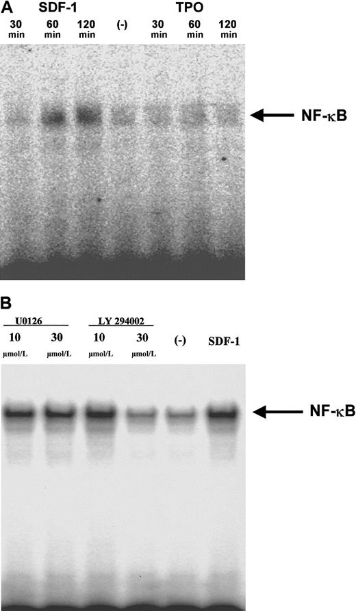 Fig. 7. SDF-1, but not TPO, stimulates NF-κB activation in human αIIbβ3+ cells in a PI-3K–dependent manner. / (A) Normal human αIIbβ3+ cells were made quiescent and subsequently were stimulated with 300 ng/mL SDF-1 (lanes 1, 2, 3) or 100 ng/mL TPO (lanes 5, 6, 7). EMSA was performed with cell nuclear extracts from cells stimulated with SDF-1 for 30 minutes (lane 1), 60 minutes (lane 2), 120 minutes (lane 3), nonstimulated (lane 4), or stimulated with TPO for 30 minutes (lane 5), 60 minutes (lane 6), and 120 minutes (lane 7). A representative autoradiogram of 2 separate experiments is shown. (B) Normal human αIIbβ3+ cells were made quiescent and then were pretreated with 10 μmol/L or 30 μmol/L (lanes 1 and 2) of MEK inhibitor U0126 or 10 μmol/L or 30 μmol/L PI-3K inhibitor LY294002 (lanes 3 and 4) and stimulated with 300 ng/mL SDF-1. Control, cells pretreated but not stimulated with SDF-1 (lane 5), cells not pretreated but stimulated with SDF-1 (lane 6). EMSA was performed with nuclear extracts from cells stimulated with SDF-1 for 90 minutes. A representative autoradiogram of 2 separate experiments is shown.