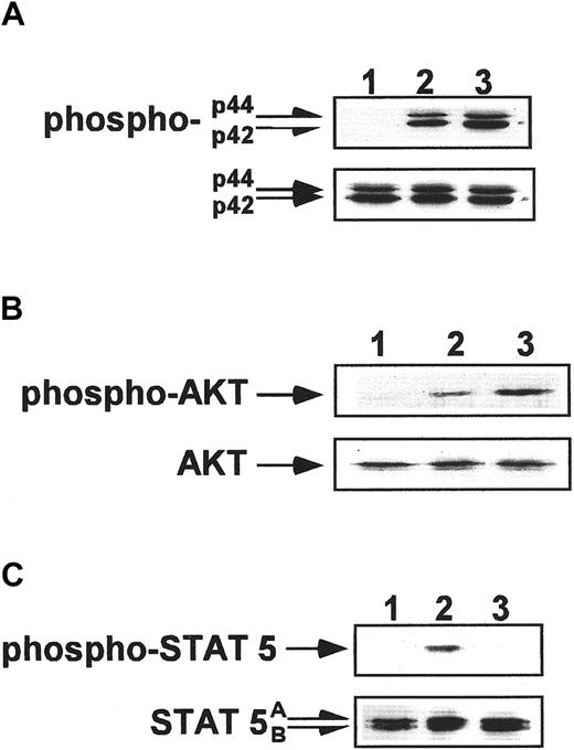 Fig. 8. Phosphorylation studies of CD34+ cells. / Western blot analysis of MAPK p42/44 phosphorylation (A), AKT phosphorylation (B), and STAT-5 phosphorylation (C) in normal human CD34+ cells. Cells were nonstimulated (lane 1) or stimulated for 10 minutes by 100 ng/mL TPO (lane 2) or for 1 minute by 500 ng/mL SDF-1 (lane 3). Equal loading in the lanes was evaluated by stripping the blot and reprobing with anti-MAPK p42/44, AKT, and STAT-5 antibodies (lower panels). The experiment was repeated 3 times with similar results.