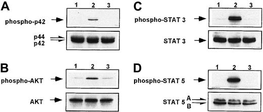 Fig. 9. SDF-1, in contrast to TPO, does not phosphorylate MAPK, AKT, and STAT proteins in human platelets. / Western blot analysis of MAPK p42/44 phosphorylation (A), AKT phosphorylation (B), STAT-3 (Tyr 705) (C), and STAT-5 (D) phosphorylation in normal human peripheral blood platelets. Platelets were nonstimulated (lane 1) or stimulated for 10 minutes by 100 ng/mL TPO (lane 2) or for 1 minute by 500 ng/mL SDF-1 (lane 3). Equal loading in the lanes was evaluated by stripping the blot and reprobing with anti-MAPK p42/44, AKT, and STAT-5 antibodies. The experiment was repeated 3 times with similar results.