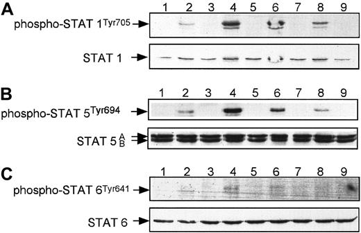Fig. 10. SDF-1, in contrast to TPO, does not phosphorylate STAT-1, STAT-5, or STAT-6 in normal human αIIbβ3+ cells. / Western blot analysis of STAT-1 phosphorylation (A), STAT-5 phosphorylation (B), and STAT-6 phosphorylation (C) in normal human αIIbβ3+ cells. Cells were nonstimulated (lane 1) or stimulated with 100 ng/mL TPO (lanes 2, 4, 6, 8) or 500 ng/mL SDF-1 (lanes 3, 5, 7, 9) for 1 minute (lanes 2, 3),10 minutes (lanes 4, 5), 30 minutes (lanes 6, 7), and 1 hour (lanes 8, 9). Equal loading in the lanes was evaluated by stripping the blot and reprobing with an anti–STAT-1, anti–STAT-5, or anti–STAT-6 antibody. The experiment was repeated 3 times with similar results.