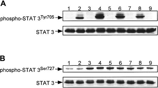 Fig. 11. SDF-1 phosphorylates STAT-3 at Ser727 but not at Tyr705 in αIIbβ3+ cells. / Western blot analysis of STAT-3 phosphorylation at Tyr705 (A) and at Ser727 (B) in normal human αIIbβ3+ cells. Cells were nonstimulated (lane 1) or stimulated with 100 ng/mL TPO (lanes 2, 4, 6, 8) or 500 ng/mL SDF-1 (lanes 3, 5, 7, 9) for 1 minute (lanes 2, 3), 10 minutes (lanes 4, 5), 30 minutes (lanes 6, 7), and 1 hour (lanes 8, 9). Equal loading in the lanes was evaluated by stripping the blot and reprobing with an anti–STAT-3 antibody. The experiment was repeated 3 times with similar results.