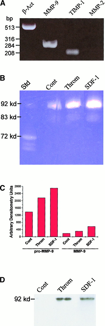 Fig. 2. Expression and secretion of MMPs by purified MKs. / (A) RT-PCR analysis of purified MKs revealed the expression of MMP-9 and TIMP-1, but not of MMP-2. (B) Day 14 ex vivo–expanded MKs (double pure) were cultured with or without rhSDF-1 (200 ng/mL per day) and thrombin (1 U/mL) for 48 hours, and the culture supernatants were analyzed by gelatinolytic zymography. Supernatants from MK cultures have gelatinolytic activity corresponding to human pro–MMP-9 (92 kd) and active MMP-9 (83-88 kd). (C) Quantification of the proteolytic activity detected in MK culture supernatants by densitometry. Data are shown as relative densitometry units. SDF-1 and thrombin stimulation of MK resulted in 95% and 60% increases in pro–MMP-9 and 200% and 65% increases in active MMP-9, respectively. (D) Western blot analysis of MK culture supernatants confirmed the increased expression of pro–MMP-9 on stimulation with SDF-1 and thrombin. Results are representative of 3 separate experiments.