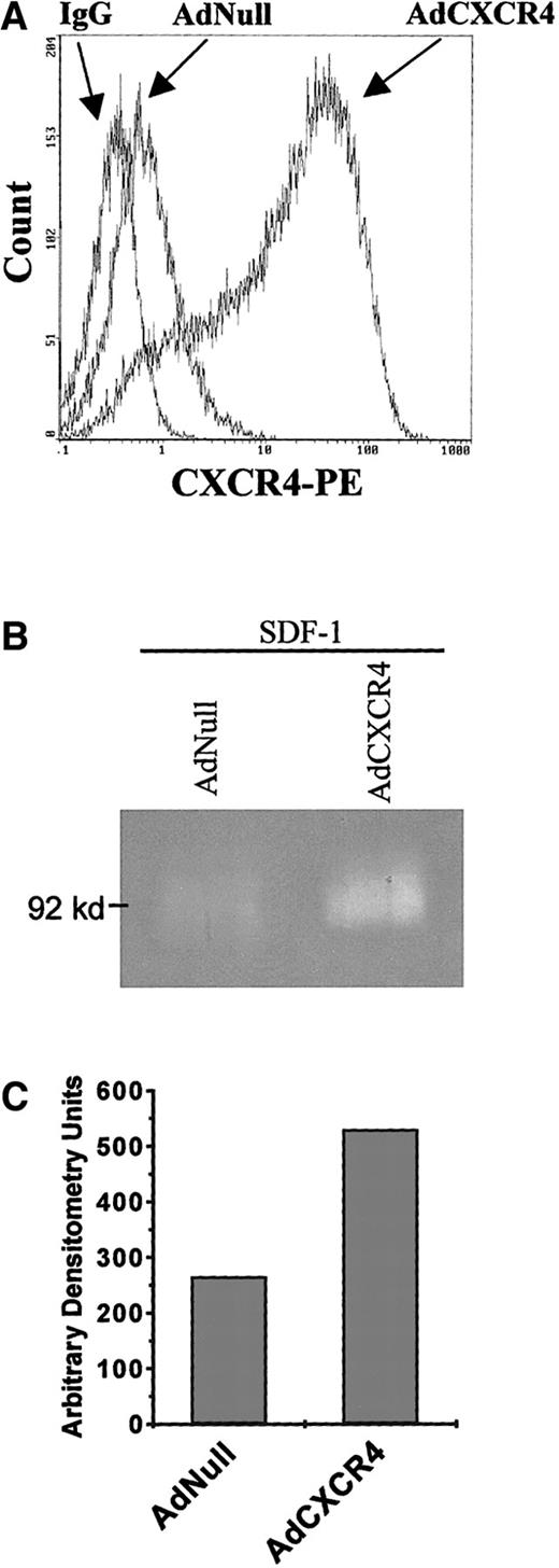 Fig. 4. SDF-1 induces MMP-9 expression of AdCXCR4-infected megakaryocytic leukemic cells. / (A) HEL cells, which normally posses low CXCR4 levels, were infected with AdNull and AdCXCR4 adenoviral vectors. After overnight infection, cells were washed 3 times and analyzed for their CXCR4 surface expression. (B) Cells were cultured in the presence of rhSDF-1 (200 ng/mL per day) for 48 hours, and supernatant proteolytic activity was analyzed by gelatinolytic zymography. (C) Gelatinolytic activity was quantified by densitometry. Stimulation of the AdCXCR4-infected cells with SDF-1 resulted in a 100% increase in pro–MMP-9 (92 kd) compared with similarly treated AdNull-infected cells. Results are representative of 3 separate experiments.