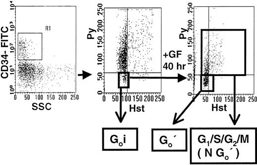 Fig. 5. Hst/Py staining of adult BM CD34+ cells before and after culture with growth factor combination A. / Lin− adult BM cells were labeled with CD34-FITC, Hst and Py as described in the “Materials and methods,” and then the gates shown were used to isolate the G0(HstloPylo) fraction (middle panel) from within the PI− CD34+ population (left panel). These G0i cells were then cultured in serum-free medium containing FL, SF, IL-3, IL-6, and G-CSF (Comb. A) for 40 hours. The cells were then restained as before to allow the isolation of the persisting G0 cells (G0′) by FACS separate from the remaining G1/S/G2/M (NG0′) cells.