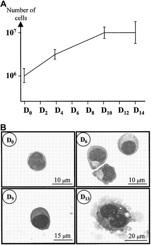 Fig. 1. May-Grünwald-Giemsa (MGG) staining of hematopoietic cord blood cells during MK maturation. / Day 0 corresponds to the day of CD34+ cell isolation. These cells were then cultured under conditions optimized for MK growth and maturation (see “Materials and methods”) and analyzed on days 0, 6, 9, and 13 of culture. MGG was performed as described by Löffler.44
