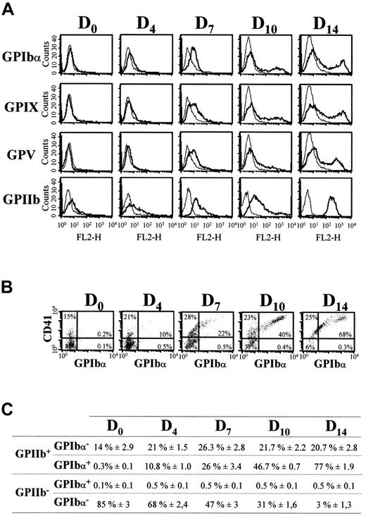 Fig. 2. Flow cytometric analyses of GPIbα, GPIX, GPV, and GPIIb-IIIa (CD41) surface expression during MK differentiation of CD34+ cells. / (A) Cell surface expression of GPIbα, GPIX, GPV (FL1 channel), and GPIIb-IIIa (FL2 channel) was analyzed on days 0, 4, 7, 10, and 14 of culture. Negative control curves represent labeling with PE- and FITC-conjugated IgG1 (see “Materials and methods”). (B) Dot-plot analysis of cells doubly labeled for GPIIb-IIIa (PE-CD41) and GPIbα (FITC-ALMA.12). The upper right quadrant indicates the percentage of cells doubly positive for GPIIb-IIIa and GPIbα. (C) Percentages of GPIIb+/GPIbα+, GPIIb+/GPIbα−, GPIIb−/GPIbα+, and GPIIb−/GPIbα− cells determined by double labeling as in panel B. Results are the means ± SEM of at least 6 separate cultures (C), or from a single experiment representative of at least 6 cultures (A and B).
