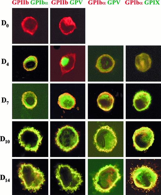 Fig. 8. Double-labeling confocal microscopy of the cellular localization of GPIIb, GPIbα, GPV, and GPIX at different stages of MK maturation. / Representative cells are shown for days 0, 4, 7, 10, and 14 of culture. The cells were permeabilized and labeled with anti-GPIIb revealed by a Cy3-GAM, anti-GPIbα–Alexa 488 or –Cy3, anti-GPV revealed by an Alexa 488–GAM and anti-GPIX–Cy2. Colored lettering matches the dye used for the corresponding fluorophore: red for Cy3 and green for Cy2 or Alexa 488. Confocal immunofluorescence images were recorded with a minimum pinhole size in the plane of the nuclei, using excitation and emission filtering as described in “Materials and methods.” Images in the rhodamine (Cy3) and fluorescein (Cy2 or Alexa 488) channels were recorded simultaneously in the same focal plane by a double exposure procedure.
