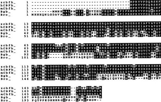 Fig. 1. Protein sequence comparison. / Sequences of zebrafish (zcbfb), human (hCBFb), mouse (mCbfb) CBFβ proteins, and the Drosophila Bro and Bgb proteins are compared using the ClustalW program. Amino acid identities are in black boxes, and conserved amino acid changes are in shaded areas. The GenBank accession number for human CBFβ is AF294326, for mouse Cbfβ is Q08024, for Drosophila Bro is U22176, and for Bgb isU22177. Additional N-terminal sequences of Bro and Bgb are from Golling et al.17