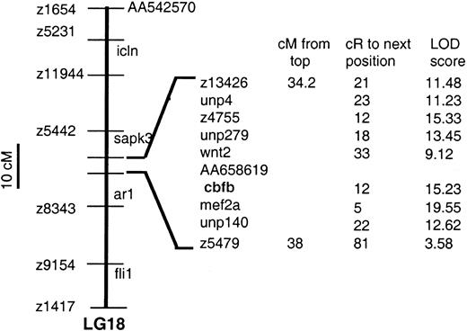 Fig. 2. Map location of. / cbfb in zebrafish linkage group 18. Thecbfb is located between wnt2 and mef2ausing a radiation hybrid panel.
