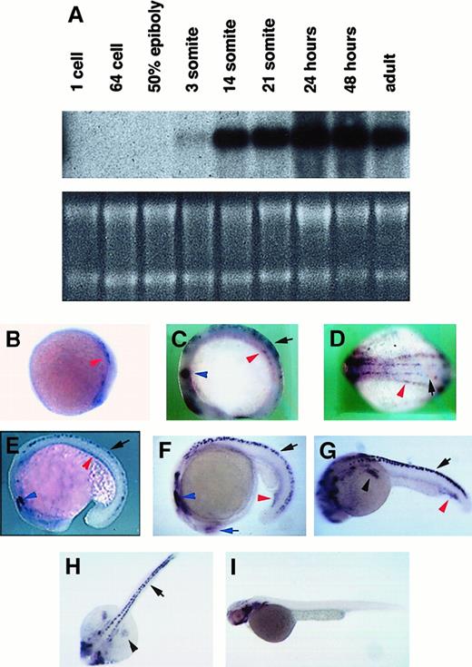 Fig. 4. Expression of. / cbfb in zebrafish embryos. (A) Northern blot hybridization with 32P-labeled cbfb cDNA. RNA quantities in each lane of the Northern blot are shown by ethidium bromide staining of the gel. (B-I) In situ hybridization with digoxigenin-labeled cbfb antisense RNA probe on embryos of 10 hpf (B), 10-somite/14 hpf (C,D for lateral and dorsal views), 18-somite/18 hpf (E), 21-somite/19.5 hpf (F), 24 hpf (G,H for lateral and dorsal views), and 2 days postfertilization (I). Expression ofcbfb in Rohon-Beard cells are labeled with black arrows, in lateral plate mesoderm and ICM with red arrowheads, in fin buds with black arrowheads, in trigeminal ganglion with blue arrowheads, and in the retina with blue arrows. Embryos are all oriented with anterior to the left and posterior to the right. For the lateral views, the dorsal side of the embryos is in the upper part of the picture and the ventral is lower. Embryos in the subsequent figures are all oriented the same way.