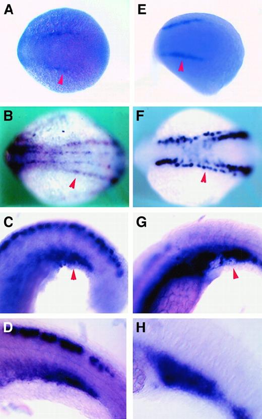Fig. 5. Expression pattern comparison between. / cbfb and scl by RNA in situ hybridization. (A-D) The cbfb antisense RNA probe; (E-H) scl antisense RNA probe. (A,E) Embryos at 10 hpf; (B,F) 10-somite/14 hpf embryos; (C,G) 21-somite/19.5 hpf embryos; and (D,H) 24-somite/21 hpf embryos. Red arrowheads point to lateral plate mesoderm in panels A, B, E, and F; ICM in panels C and G.