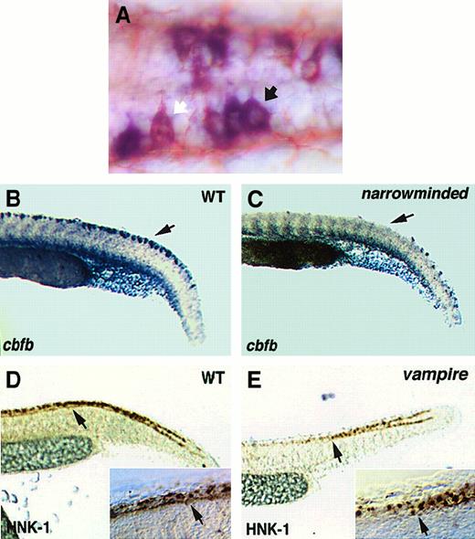 Fig. 6. Analysis of Rohon-Beard cells. / (A) A higher-magnification view of a 24-hpf embryo hybridized with thecbfb antisense RNA probe and immunostained with an anti–HNK-1 antibody. The white arrow indicates a Rohon-Beard cell with lower level of cbfb expression, whereas the black arrow indicates a Rohon-Beard cell with higher level of cbfb expression. (B,C) Expression of cbfb in Rohon-Beard cells of wild-type andnarrowminded embryos, respectively. Black arrows point to the location of Rohon-Beard cells. (D,E) HNK-1 staining of Rohon-Beard cells in wild-type and vampire embryos, respectively. The arrows point to the interruption of Rohon-Beard cells at the level of the end of yolk sac extension. The insets at the lower right corner of panels D and E show close-up views of the Rohon-Beard cells as large neurons with horizontal axons, which do not extend further anteriorly after the place indicated by the arrowhead in the vampiremutant embryo.