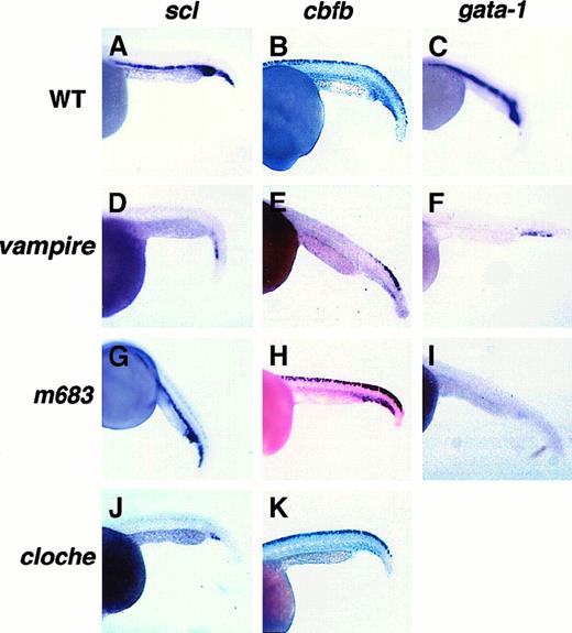 Fig. 7. Expression of. / scl, cbfb, and gata-1 in zebrafish hematopoietic mutants. Representative whole-mount RNA in situ hybridization results with digoxigenin-labeled antisense RNA probes for scl, cbfb, and gata-1 on 24-hpf embryos of the indicated genotypes are shown in the corresponding panels.