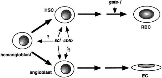 Fig. 8. Model of. / cbfb function in embryonic hematopoiesis. Based on results described in this study and published earlier,cbfb can be placed at the hematopoietic stem cell (HSC) level, similar to scl, whereas gata-1 is involved in later steps during hematopoiesis. Previous studies and expression pattern ofcbfb reported here also suggest that cbfb is expressed in hemangioblasts and might play a role in angiogenesis. RBC indicates red blood cell; EC, endothelial cell.