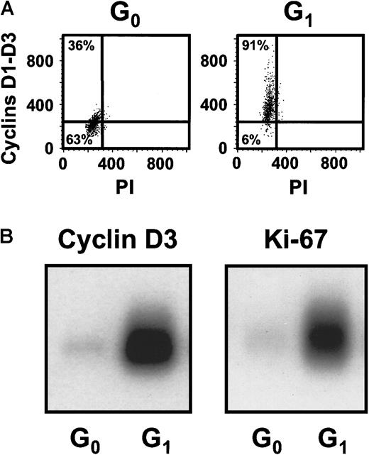 Fig. 3. Differential expression of the D cyclins and Ki-67 between the sorted G0 and G1 cells. / (A) Representative FACS profiles for G0 and G1cells isolated from the same type of 5-day cultures described in Figure1 after staining for intracellular cyclins D1, D2, and D3. (B) A representative Southern blot analysis of cDNAs for cyclin D3 and Ki-67 generated from sorted G0 and G1 cells from the cultures described above.