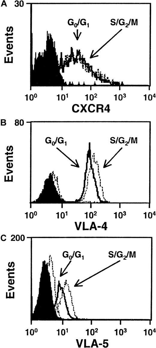 Fig. 4. CXCR4, VLA-4 and VLA-5 are expressed at similar levels by cells in G0/G1 and S/G2/M. / Representative FACS histograms of intracellular CXCR4 (A), VLA-4 (B), and VLA-5 (C) staining in cultured CD34+G0/G1 (solid lines) and S/G2/M (dotted lines) CB cells. G0/G1 and S/G2/M cells were purified by Hst sorting after 5 days of culture (see legend to Figure 1) and were then stained with anti–CD34-FITC and anti–CXCR4-PE, or anti–CD34-PE and anti–VLA-4-FITC or anti–VLA-5-FITC. Solid and dotted histograms show the control data for the G0/G1 and S/G2/M cells, respectively, stained with irrelevant isotype-matched control antibodies. The S/G2/M cells showed a higher green autofluorescence than the G0/G1cells.