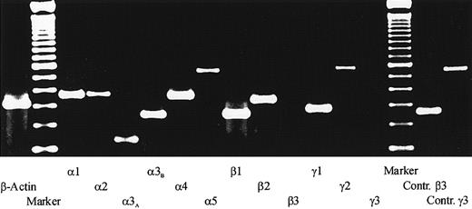 Fig. 1. RT-PCR analysis of laminin chain expression. / Total RNA isolated from the adherent stromal layers of LTMCs was reverse transcribed, amplified with specific primer pairs for the human laminin α, β, and γ chains, and separated on a 2.0% agarose gel. The following specific amplification products were detected: a 357–base pair (bp) signal for the α1 chain, 368 bp for the α2 chain, 172 bp for the α3A chain, 253 bp for the α3B chain, 358 bp for the α4 chain, and 562 bp for the α5 chain; a 253-bp signal for the β1 chain and 337 bp for the β2 chain; a 283-bp signal for the γ1 chain and a 579-bp signal for the γ2 chain. No signals could be detected for the β3 chain and the γ3 chain, but positive controls with RNA from endothelial cells showed that the primer pairs for the β3 and the γ3 chain could amplify a 261-bp and a 556-bp signal, respectively. In addition, two 100-bp ladders (marker) and a β-actin control amplification are shown.