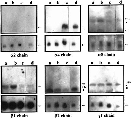 Fig. 2. Northern blot analysis of laminin chain mRNA expression in human bone marrow stromal cells. / Twenty micrograms of total RNA isolated from the bone marrow–derived stromal cell lines L88/5 (a lanes), L87/4 (b lanes), and HS-5 (c lanes) as well as 10 μg of total RNA isolated from primary stromal cells of LTMCs (d lanes) were hybridized with DIG-labeled cDNA probes corresponding to the human laminin α2, α4, α5, β1, β2, and γ1 chains. The amount of RNA loaded per lane was determined by hybridization with a DIG-labeled cDNA probe for human GAPDH mRNA (←). The size of the detected laminin chain mRNAs was estimated using a DIG-labeled molecular weight marker whose largest fragment runs at 7 kb (⇐). Expression of laminin α4, α5, β1, β2, and γ1 chain mRNAs was found in the stromal cell line HS-5 (lane c) and the primary bone marrow stromal cells (lane d), whereas the stromal cell lines L88/5 and L87/4 express mainly laminin α5, β1, β2, and γ1 chain mRNAs. No expression of α2 chain mRNA was detected in any of the analyzed stromal cells.