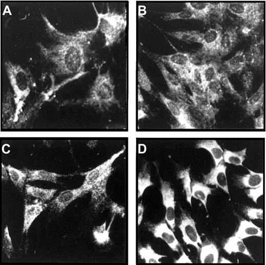 Fig. 3. Immunofluorescence stainings of LTMCs. / The adherent stromal layer of human LTMCs were stained with an antilaminin α4 chain antiserum (A); the antibody, 4C7, recognizing the α5 chain (B); the antibody, C4, against the β2 chain (C); or an antiserum against the LN-1 isoform, recognizing α1, β1, and γ1 chains (D). All 4 antibodies show strong staining signals. Note that the staining signals were restricted to the cytoplasmic part of the cells, and no extracellular deposition could be detected. (Original magnification × 270.)