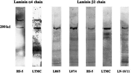 Fig. 4. Immunoblot analysis of laminin α4 and β2 chains in bone marrow stromal cells. / Protein extracts of the stromal cell lines, HS-5, L88/5, and L87/4 and of LTMCs were separated on 5%-to-15% gradient gels, transferred to nitrocellulose, and incubated with an antiserum against the synthetic peptide KPPVKRPELT corresponding to the human laminin α4 chain or with the mAb C4 against the laminin β2 chain. The antilaminin α4 chain antiserum detected 2 specific bands of 200 and 300 kd in HS-5 cells and in LTMCs but not in L87/4 and L88/5 cells (not shown). A 200-kd band corresponding to the β2 chain could be detected in all stromal cell lysates (L88/5, L87/4, HS-5, and LTMCs) and in an LN-10/11 preparation (LN-10/11), which was used as a positive control.