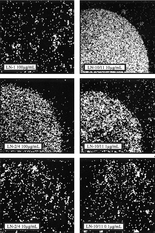 Fig. 9. Cell attachment to different laminin preparations. / The CD34+ hematopoietic cell line KG1a was used to analyze adhesive interactions of the laminin isoforms LN-1, LN-2/4, and LN-10/11 in a conventional cell adhesion assay where the different laminin preparations were immobilized onto small areas of Petri dishes. LN-1 showed no cell adhesive capacity, even at a concentration of 100 μg/mL. A specific interaction of LN-2/4 with KG1a cells (represented by the white dots) was detected at 100 μg/mL, but at lower concentrations (eg, 10 μg/mL) no cell attachment to LN-2/4 was observed. LN-10/11, on the contrary, showed a strong adhesive activity at 10 μg/mL. Even at 1.0 μg/mL LN-10/11, cell attachment was only marginally diminished, and at 0.1 μg/mL no cell attachment could be observed, indicating concentration-dependent attachment. (Original magnification × 30.)
