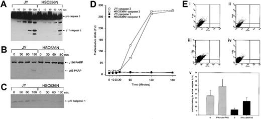 Fig. 1. Caspase 3 and PARP were cleaved in response to IFN-γ and anti-fas antibody treatment, but caspase 1 was not. / Immunoblots and fluorogenic assays on lysates from JY (EBV-transformed normal B cells) and HSC536N (EBV-transformed FA-C) cells exposed to 100 ng/mL agonistic anti-fas antibody and 1.0 ng/mL IFN-γ for various times describe the sequential activation of caspase 3 and PARP in these cells. (A) Samples were separated by 12% SDS-PAGE and immunoblotted using a monoclonal caspase 3 antibody. The antibody detects procaspase 3 as well as the p17 cleaved form of caspase 3. The cleaved forms of caspase 3 were detectable by 60 minutes in both normal and FA cells. The 2-hour samples were run on a separate gel due to space constraints. (B) Immunoblot from a 7.5% SDS-PAGE probed with a monoclonal PARP antibody. The antibody detects p116 PARP and the p85 cleavage product. P85 PARP was present in both FA and normal cells after 3 hours of treatment with 100 ng/mL agonistic anti-fas antibody and 1.0 ng/mL IFN-γ. (C) Immunoblot of JY and HSC536N lymphoblast cell lysates probed with a caspase 1 antibody. The antibody detects the cleaved (p10) form of caspase 1. Total cellular protein (100 μg) was loaded per lane, and proteins were separated on 15% SDS-PAGE. Ten- and 120-minute samples were also immunoblotted, and showed no induction over constitutive levels (data not shown). (D) Fluorogenic assays revealed no activation of caspase 1, but early (60 minutes) activation of caspase 3, which reached maximal activation by 120 minutes. The maximal level of 275 fluorescence units (FU) caspase 3 represents 240 ng/μg total protein, as determined from a standard curve generated using human recombinant caspase 3. (E) Flow cytometry reveals constitutive caspase 3 activation, which increases with IFN-γ and anti-fas antibody treatment. There is substantially more activation of caspase 3 in the mutant lymphoblasts than in the FANCC-corrected cells both with and without this treatment. Panels i through iv represent actual flow cytometric data, with fluorescent staining of active caspase 3 shown on the y-axis (FL2-H). In all cases, 10 000 events are plotted. (i) Unexposed HSC536N cells. (ii) Unexposed HSC536N FANCC/neo cells. (iii) HSC536N cells exposed to 1 ng/mL IFN-γ and 100 ng/mLl activating anti-fas antibody for 3 hours. (iv) HSC536N FANCC/neo cells exposed to IFN-γ and anti-fas antibody under the same conditions. (v) Combined data from 4 separate experiments with the percentage of cells positively staining for active caspase 3 on the y-axis. The arbitrary cutoff line for positive staining is represented in panels i through iv by the horizontal line across each plot and is placed identically in each. Bar 1 shows unexposed HSC536N cells. Bar 2 shows HSC536N cells exposed to 1 ng/mL IFN-γ and 100 ng/mL activating anti-fasantibody for 3 hours. Bar 3 shows unexposed HSC536N FANCC/neo cells. Bar 4 shows HSC536N FANCC/neo cells exposed to IFN-γ and anti-fas antibody.