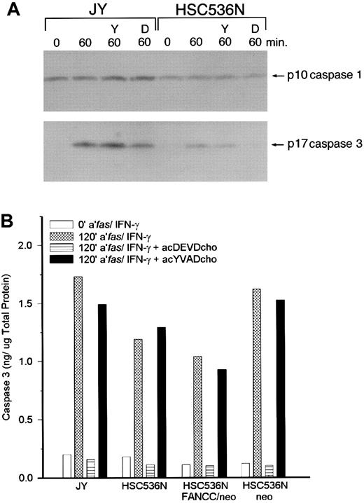 Fig. 2. Caspase 3 induction was inhibited by a caspase 3 inhibitor, but not the caspase 1 inhibitor. / No induction or inhibition was detected for caspase 1. (A) Immunoblots (caspase 1 and caspase 3) of lysates from JY and HSC536N cells pretreated for 30 minutes with either 50 μmol/L of ac-YVAD-cho (indicated by Y) or 50 μmol/L ac-DEVD-cho (indicated by D), and then exposed to 100 ng/mL agonistic anti-fas antibody and 1.0 ng/mL IFN-γ for 60 minutes. Proteins were separated on a 15% SDS-PAGE to immunoblot for caspase 1 p10 and a 12% SDS-PAGE to immunoblot for caspase 3 p20. (B) Fluorogenic assays for caspase 3 using EBV- transformed normal and FA-C isogenic cell lines (JY, HSC536N, HSC536N FANCC/neo, and HSC536N neo). Cells were exposed to 100 ng/mL anti-fas antibody and 1.0 ng/mL IFN-γ for 120 minutes. High-level caspase 3 activation consistently resulted from this treatment. Addition of ac-DEVD-cho prevented caspase 3 activation but ac-YVAD-cho did not. Graphic data are representative of at least 3 experiments.