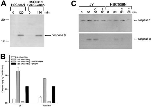 Fig. 6. Caspase 3 activation was caspase 8 dependent in normal (JY), FA-C (HSC536N), and FANCC-corrected (HSC536N FANCC/neo) cells. / (A) Immunoblot for caspase 8 on lysates from HSC536N and HSC536N FANCC/neo cells treated with 1.0 ng/mL IFN-γ and 100 ng/mL anti-fas antibody for 120 minutes shows the 12-kd cleavage product, demonstrating caspase 8 activation by this treatment. (B) Fluorogenic assays for caspase 3 on lysates from IFN-γ and anti-fas antibody-treated JY and HSC536N cells revealed high levels of induced caspase 3 activation. The caspase 8 inhibitor, ac-IETD-FMK (50 μmol/L), abrogated activation of caspase 3. The graph shown is representative of 3 experiments. No effect of ac-IETD-FMK was detected on caspase 3 activation in the absence of anti-fasantibody and IFN-γ. (C) Immunoblot of lysates from JY and HSC536N cells pretreated for 30 minutes with Z-IEDT-FMK (50 μmol/L) (indicated by I). Because DMSO was required to dissolve ac-IETD-FMK, control samples were pretreated with DMSO alone (indicated by C). Cells were then treated with 100 ng/mL anti-fas antibody and 1.0 ng/mL IFN-γ for 60 minutes.