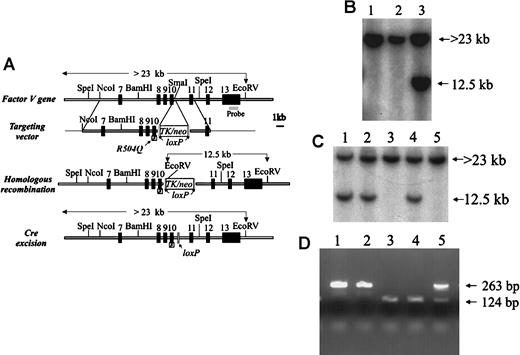 Fig. 1. Generation of the. / FvR504Q “knock-in” allele by gene targeting.(A) Structure of the FV gene (from exons 7 through 13), targeting vector carrying the R504Q mutation in exon 10 and selectableTK/neo cassette flanked by loxP sites, and the expected results of successful homologous recombination and Cre excision of the TK/neo cassette. (B) Southern blot analysis—using the exon 13 probe indicated in panel A—of DNA prepared from targeted ES cells following digestion with EcoRV. Lanes 1 and 2 show only the germline band at 23 kb. Lane 3 shows a successfully targeted ES clone with the predicted 12.5-kb band from the recombined allele and the 23-kb band from the remaining allele. (C) Southern blot analysis using same probe as in panel 1B to detect ES clones that had undergone Cre-mediated excision as shown in lanes 3 and 5 by the absence of the 12.5-kb EcoRV fragment. (D) PCR analysis of wild-type and mutant Fv alleles using primers that cross the insertion site in intron 10. Amplification of DNA from the wild-type allele yields a 124-bp fragment, and DNA from the mutant allele produces a 263-bp fragment.