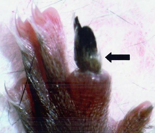 Fig. 2. Spontaneous vascular thrombosis. / Spontaneous vascular thrombosis in 6-week-oldFvQ/+ mouse resulted in necrotic toe (N4 C57BL/6J background).