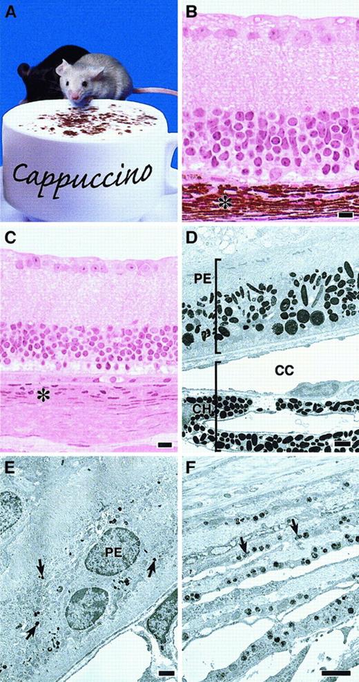 Fig. 1. Defective melanosomes in homozygous cappuccino mice. / (A) A cno/cno mouse (foreground) and a normal littermate. Note marked coat-color dilution in the mutant. (B, C) Plastic embedded light microscopy images of normal (panel B) andcno/cno (panel C) eyes showing the profound reduction in the choroid layer (asterisk) characteristic of cno homozygotes. Other layers are normal. (Note: The photoreceptor and outer-segments layers are missing in the C3H/HeJ strain.) (D) Electron photomicrograph of a normal (+/cno) eye with the retinal pigmented epithelial (PE) layer toward the top and the choroid (CH) below. CC, chorio-capillaries. (E) cno/cnoretinal PE layer. Note severe reduction in number and size of the melanosomes (arrows). (F) cno/cno choroid layer at higher magnification showing small, incompletely melanized melanosomes (arrows). Bars, 10 μm (B-C), 1 μm (D-F).